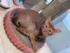-屋虎猫馆(宝安大仟里店)