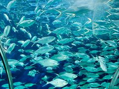 -上海海洋水族馆