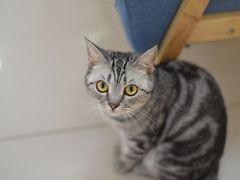 -鼓捣猫呢主题猫咖店