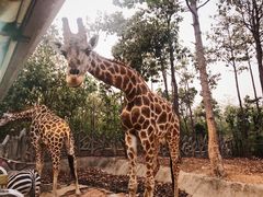 -清迈夜间动物园