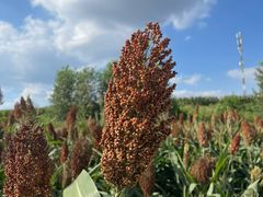 -三圣花乡旅游区