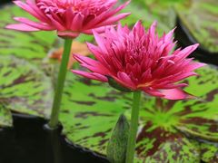 -国家植物园
