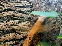 -上海大自然野生昆虫馆