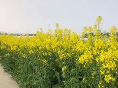 -小鱼草莓采摘园农家乐·小鱼餐厅