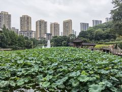 -龙头寺公园