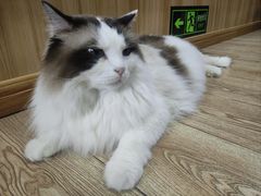 -白兔子密室(长寿路店)