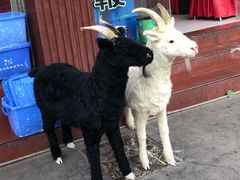-老石黑山羊毛驴肉火锅(金凯广场店)