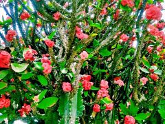 -松山湖梦幻百花洲