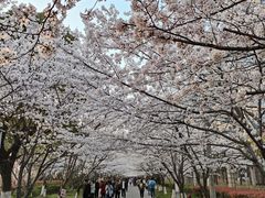 -高东镇樱花园