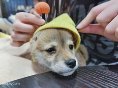 -逗柴咖啡屋·狗咖猫咖宠物桌游
