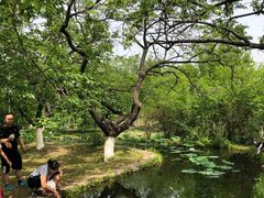 -御林古桑园