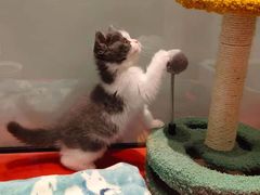 -babydoll猫舍·米努特·德文·缅因(久光中心店)