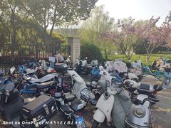 -羊山湖公园