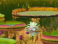 -国家植物园南园