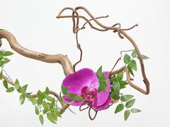 -荷兰布尔玛国际花艺学院
