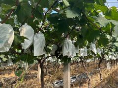 -马陆小张葡萄园农家乐