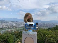 -岚山猴子公园