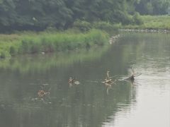 -北京麋鹿生态实验中心