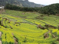 -灵山景区梯田