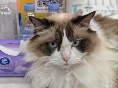 -四月宠物医院·猫专科·心脏专科·内科(转塘店)