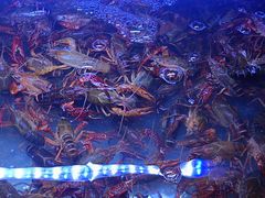 -虾铺子龙虾·私房菜(金源花苑店)