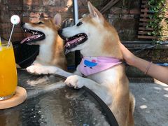 -柴犬高等学院·狗咖·柴犬售卖·宠物训练