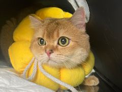 -北京赛佳动物医院