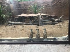 -清迈夜间动物园