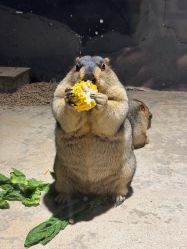 -酷嗒动物文化乐园(cutezoo西溪乐天城店)