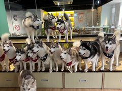 -Husky Go! 哈士奇体验馆·宠物咖啡厅狗咖