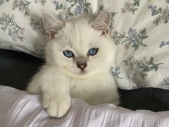 -lincat·猫舍(广州店)