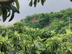 -桃源山庄·水蜜桃采摘·柴火鸡·烧烤团建(龙泉山店)