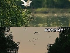 -大湾区中央湿地公园