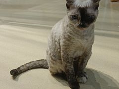 -藏猫猫咖啡主题馆(中央大道店)