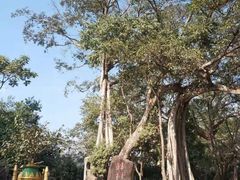 -瑞丽独树成林风景区