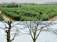 -东涌水乡风情街
