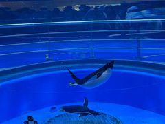 -上海海昌海洋公园