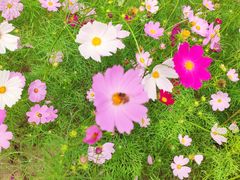 -歌斐颂巧克力小镇