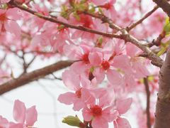 -天适樱花悠乐园