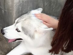 -TrueLove @ Neverland (Husky Cafe)