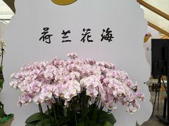 -荷兰花海