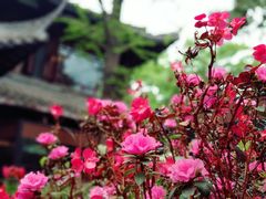 -大妙火锅·非物质文化遗产(东湖公园店)