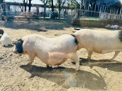 -苏州太湖西山岛开心农场