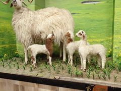 -清真·益鑫羊肉手抓馆(花园北街店)