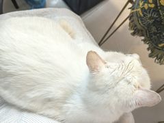 -平行世界·猫咖(首经贸店)