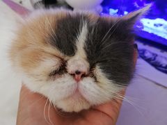 -平行世界·猫咖(首经贸店)