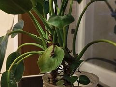 -若石足道SPA 连锁(丹东街店)