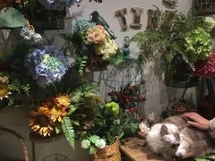 -共舞时光猫咖·狗咖(新街口店)