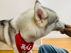 -Husky Go! 哈士奇体验馆·宠物咖啡厅狗咖