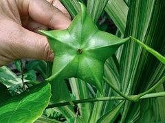-中国科学院西双版纳热带植物园
